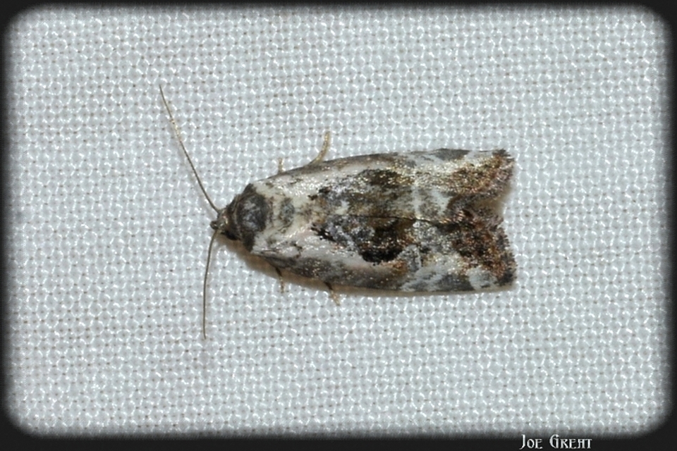 Hapalotis venustula - rózsaszínű mázasbagoly