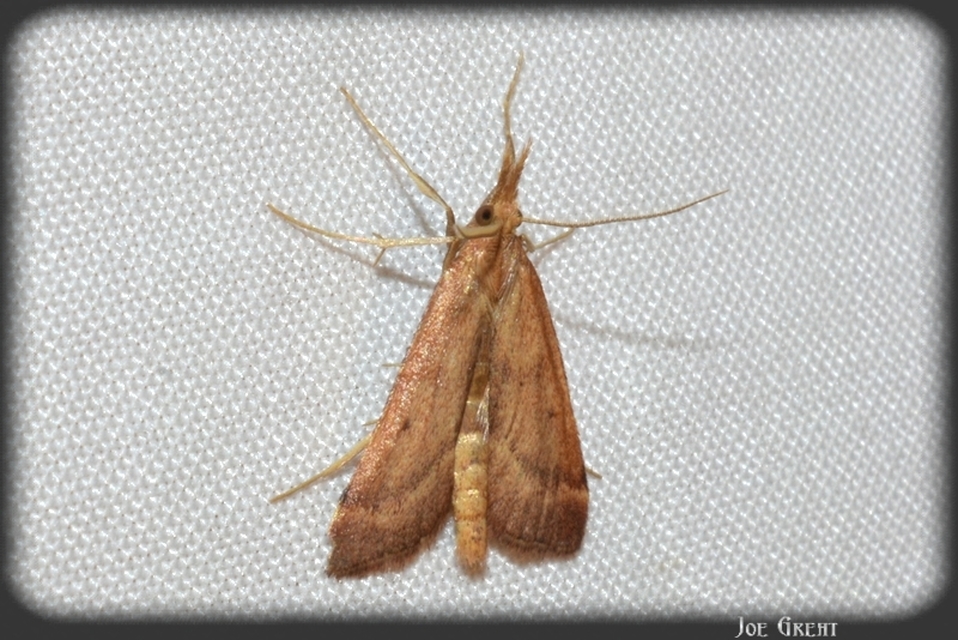 Synaphe punctalis - hosszúlábú fényilonca