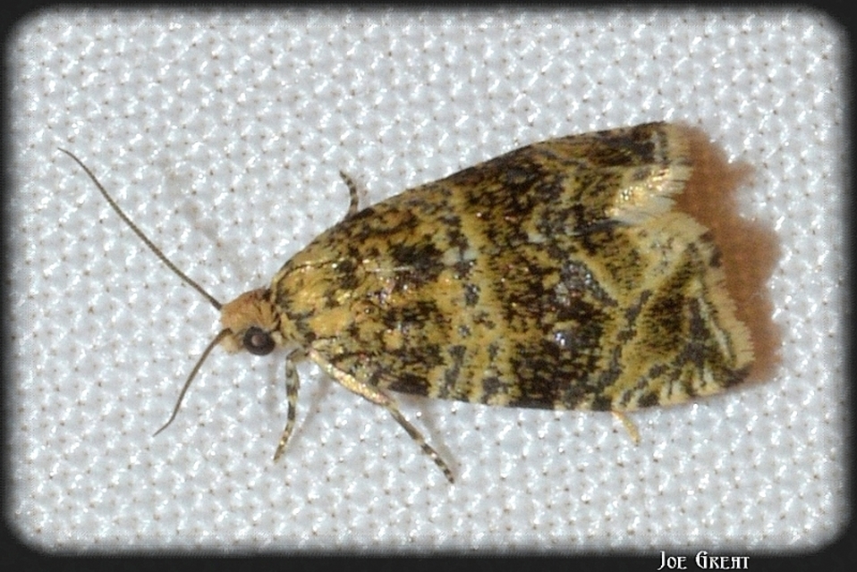 Celypha