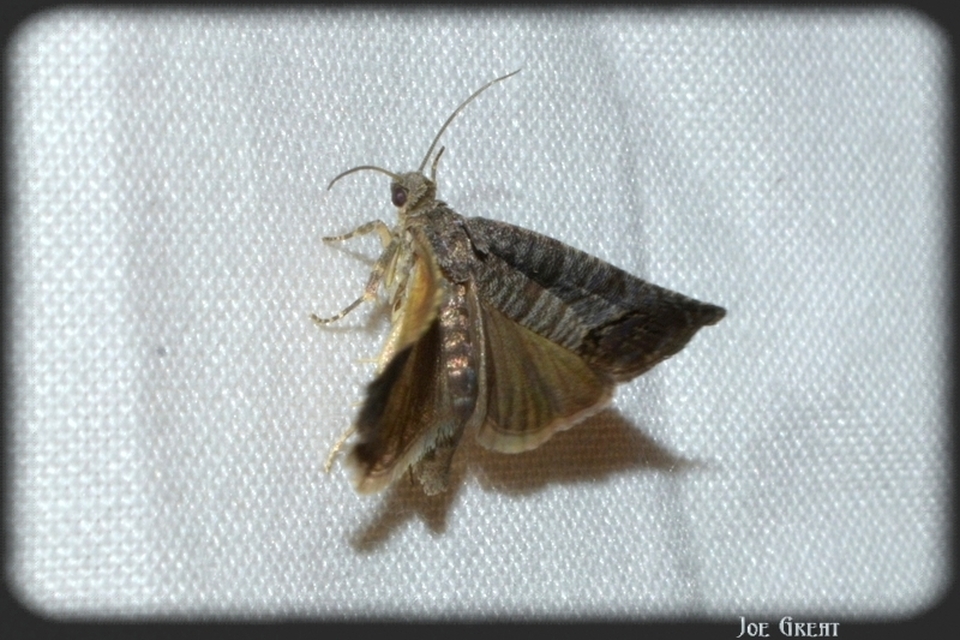 Cydia pomonella - almamoly