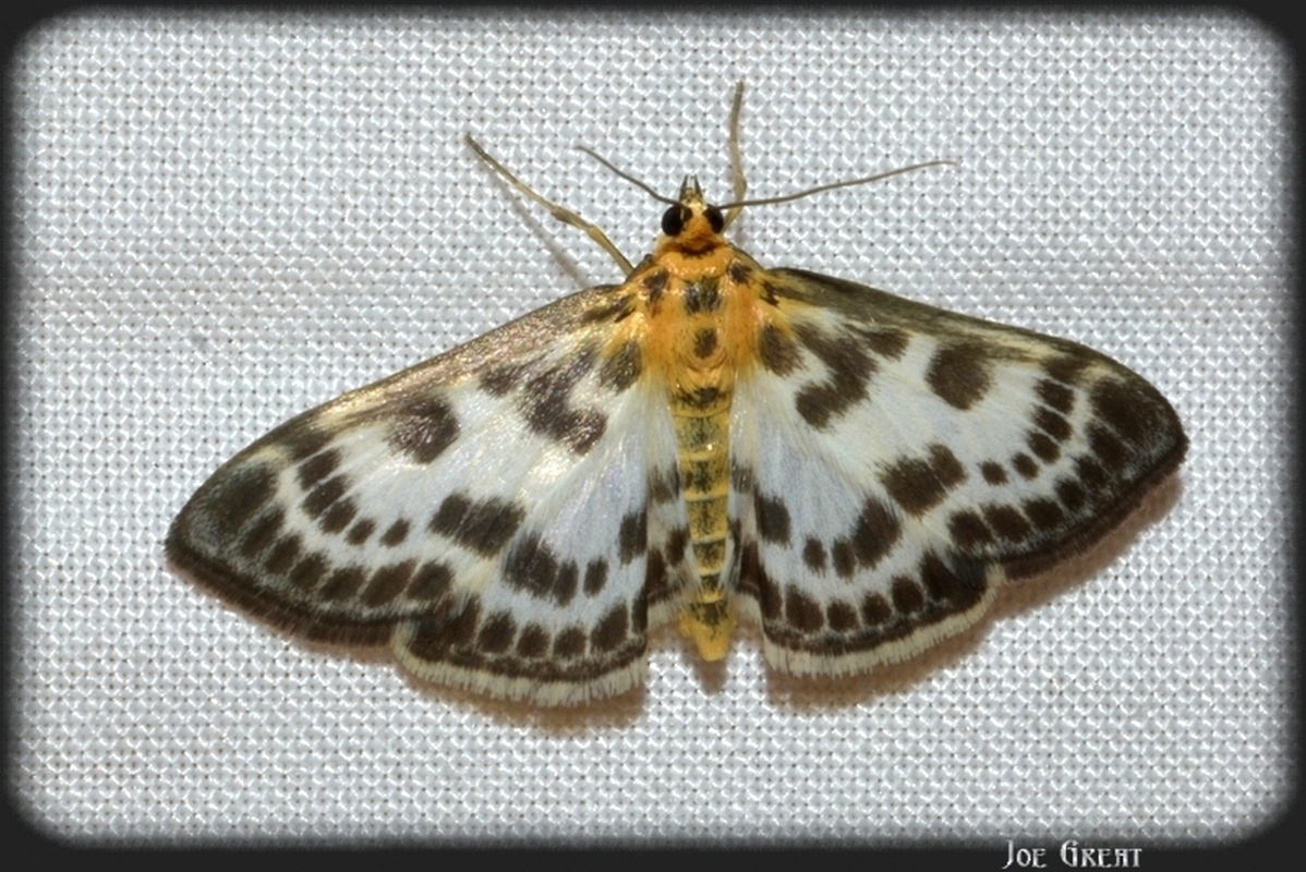 Anania hortulata - tarka csalánmoly