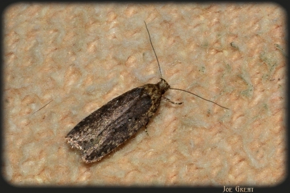Depressariidae - laposmolyfélék