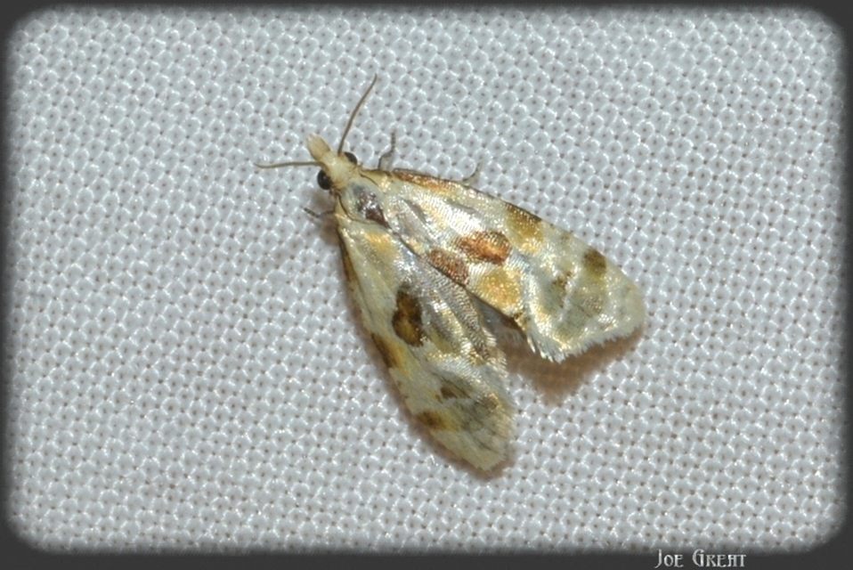 Cochylini