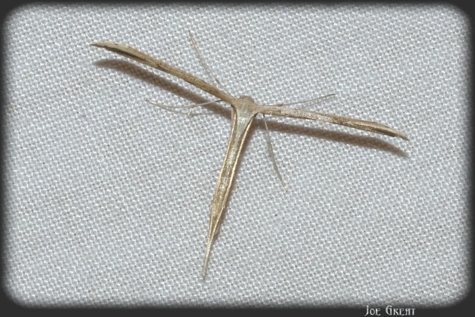 Pterophoridae - tollasmolyfélék