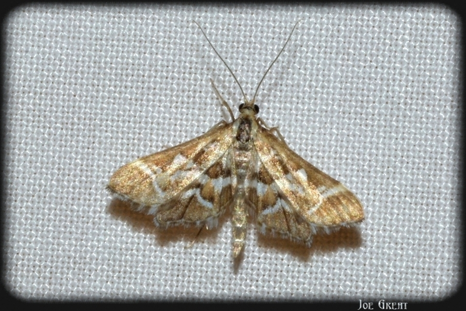Diasemia reticularis - betűmintás tűzmoly