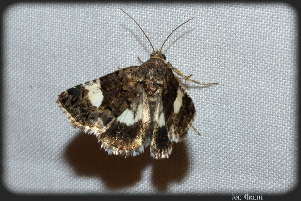 Tyta luctuosa - fekete nappalibagoly