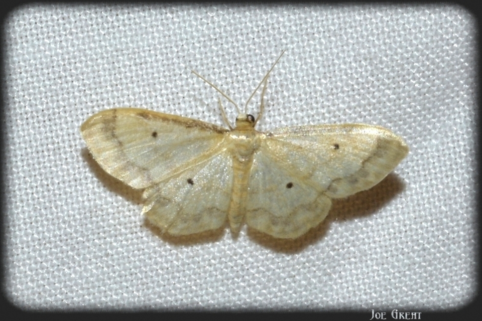 Idaea politaria - vonalas apróaraszoló