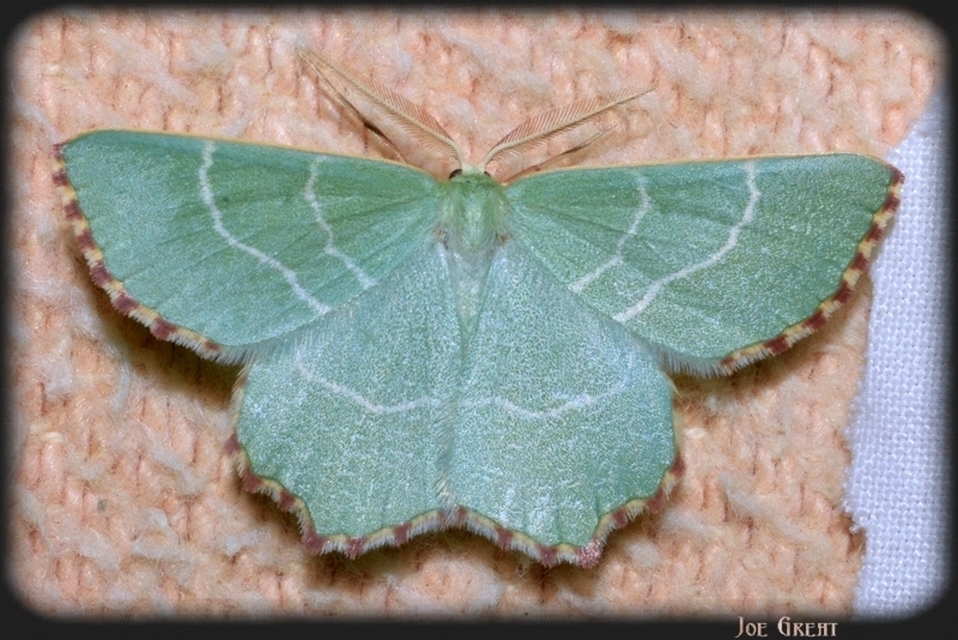 Thalera fimbrialis - csipkésszélű zöldaraszoló