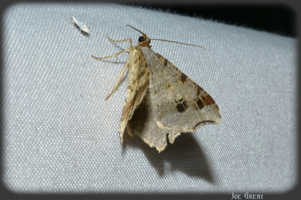 Macaria alternata - közönséges szürkearaszoló