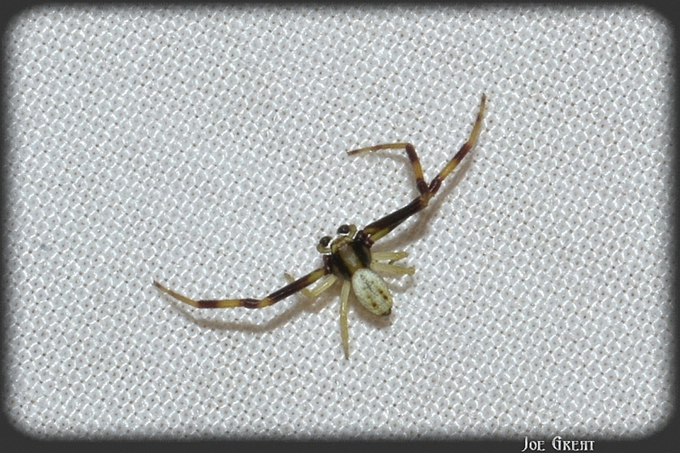 Araneae - Pókok
