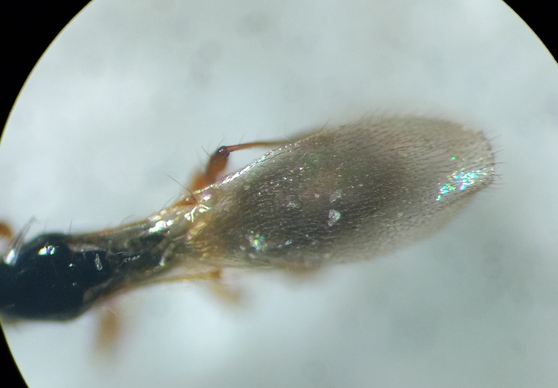 Trichopria verticillata