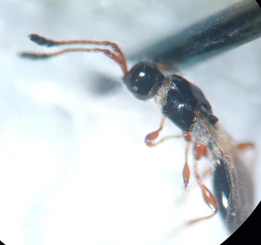 Trichopria verticillata