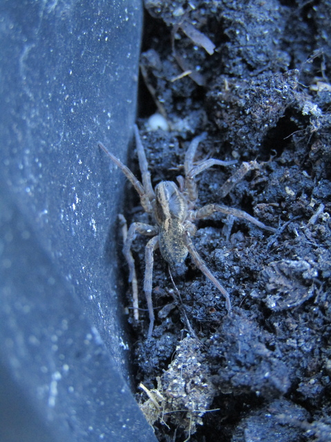 Araneae - Pókok Araneae - Pókok