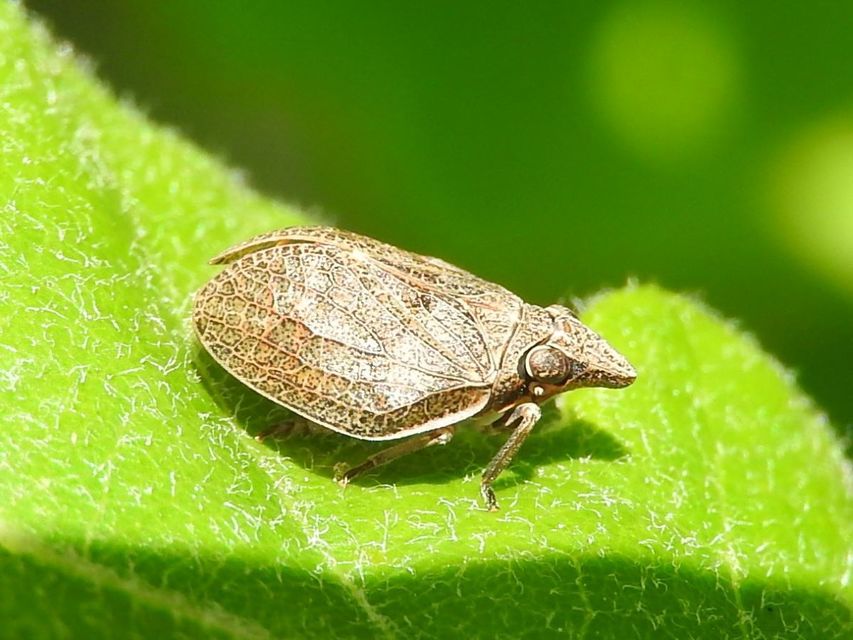 Mycterodus