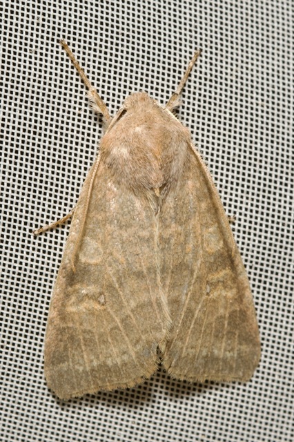 Cirrhia ocellaris - fakó sárgabagoly