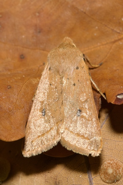 Leptologia macilenta - gyertyán-őszibagoly