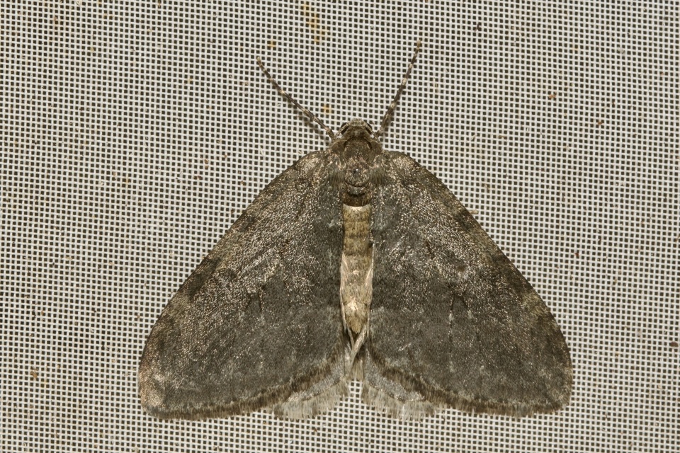 Epirrita christyi/dilutata