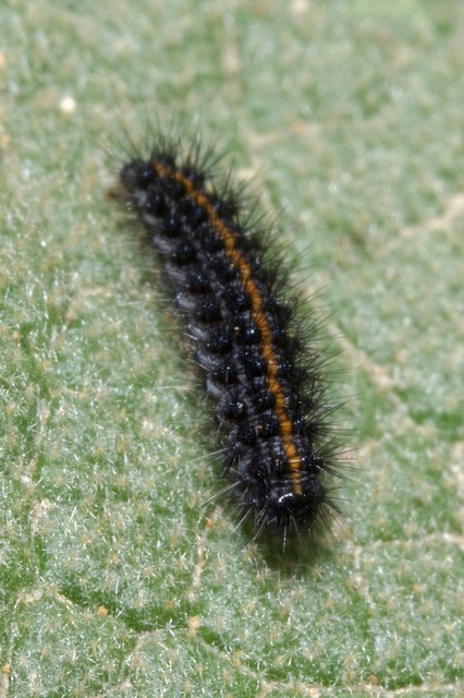 Spiris striata - csíkos molyszövő