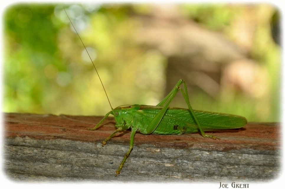 Tettigonia viridissima - zöld lombszöcske