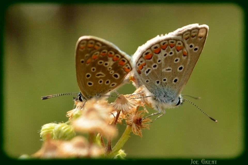 Polyommatus icarus - közönséges boglárka