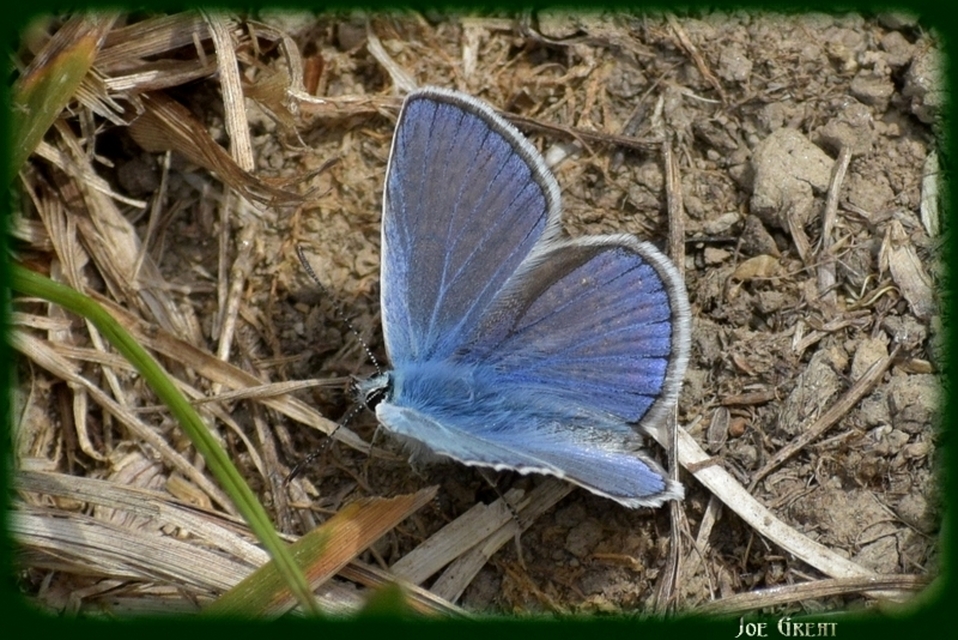 Polyommatus icarus - közönséges boglárka