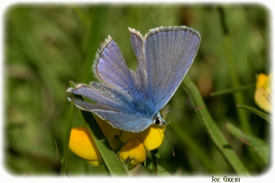 Polyommatus icarus - közönséges boglárka