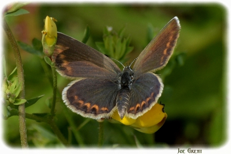 Plebejus argus - ezüstös boglárka