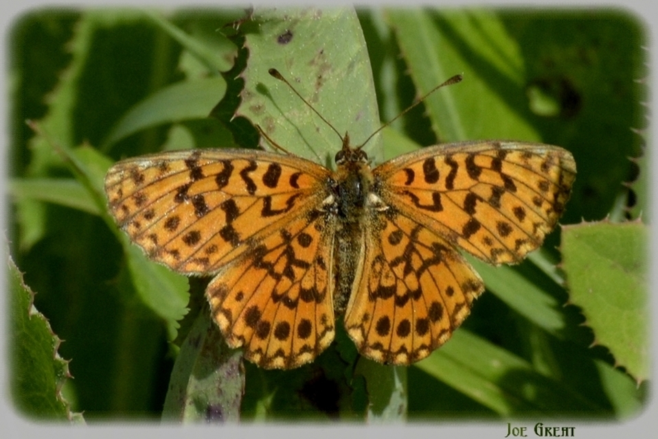 Boloria dia - kis gyöngyházlepke