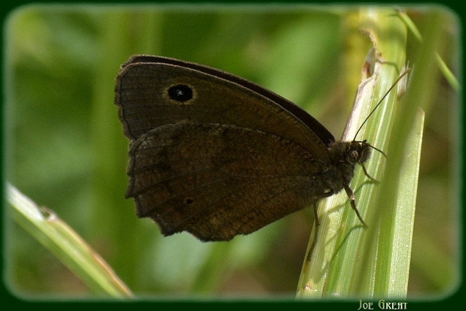 Minois dryas - fekete szemeslepke