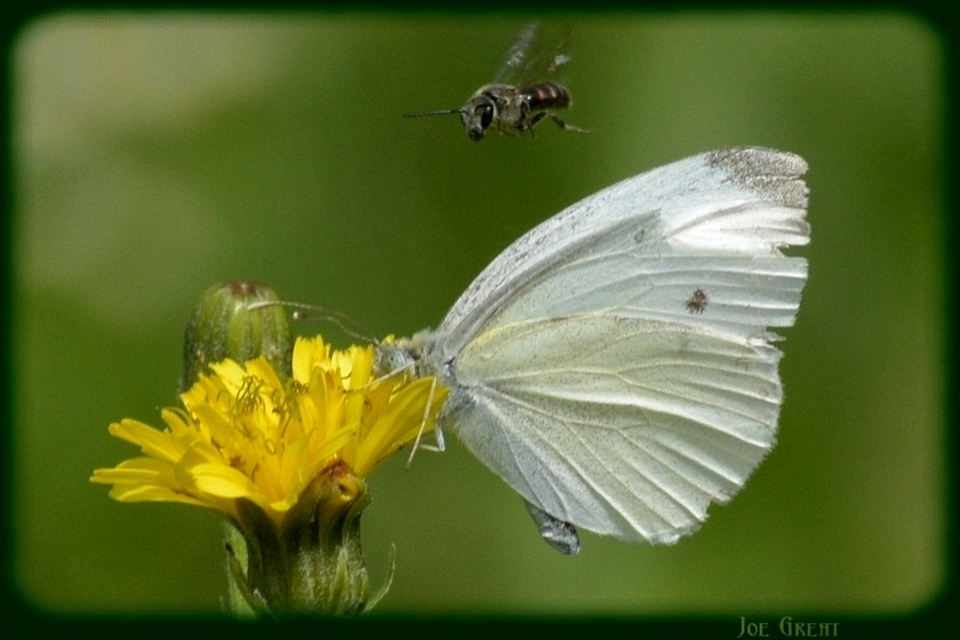 Pieris rapae - répalepke