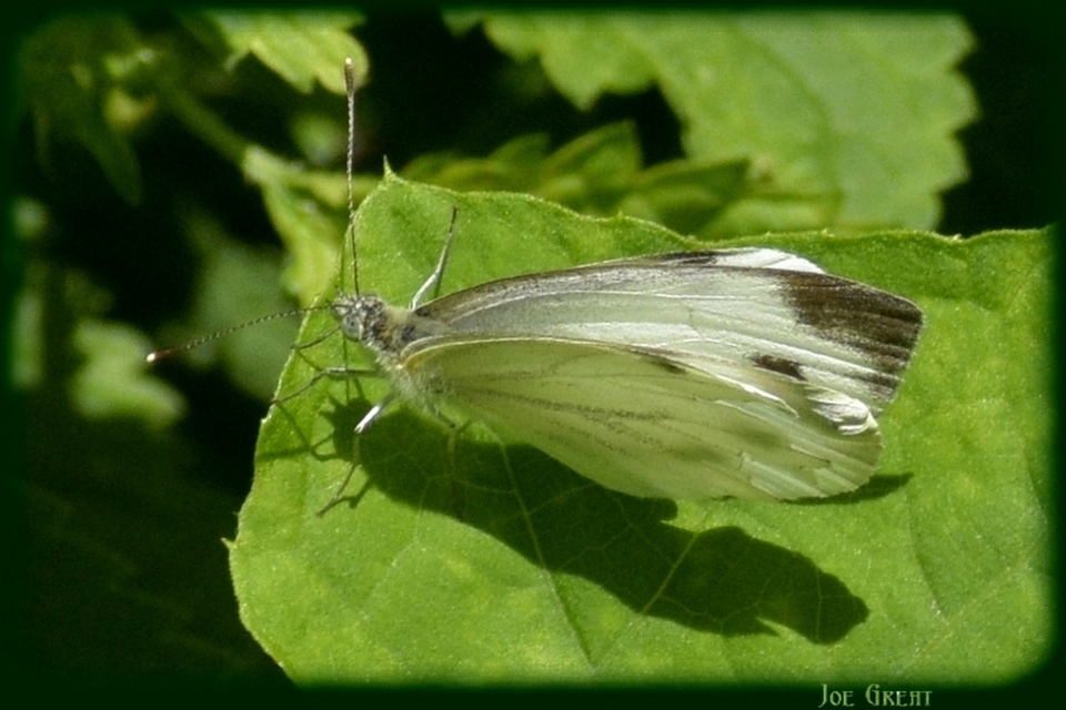 Pieris napi - repcelepke