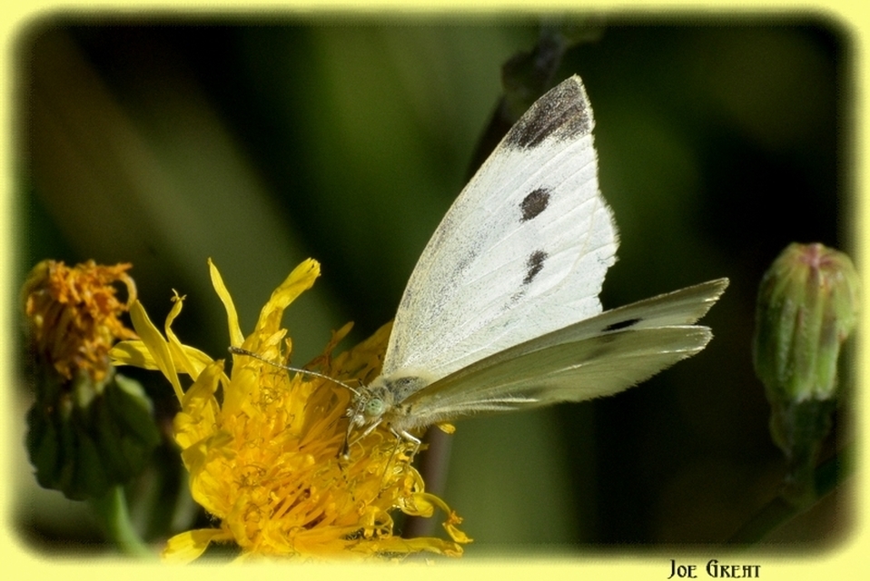 Pieris rapae - répalepke