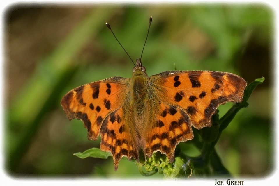 Nymphalis c-album - C-betűs lepke
