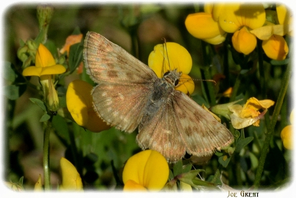Erynnis tages - cigánylepke