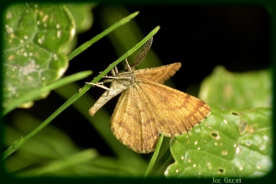 Ematurga atomaria - barna rétiaraszoló