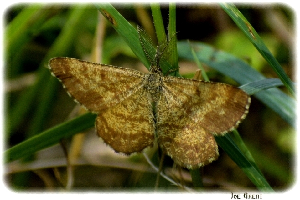 Ematurga atomaria - barna rétiaraszoló