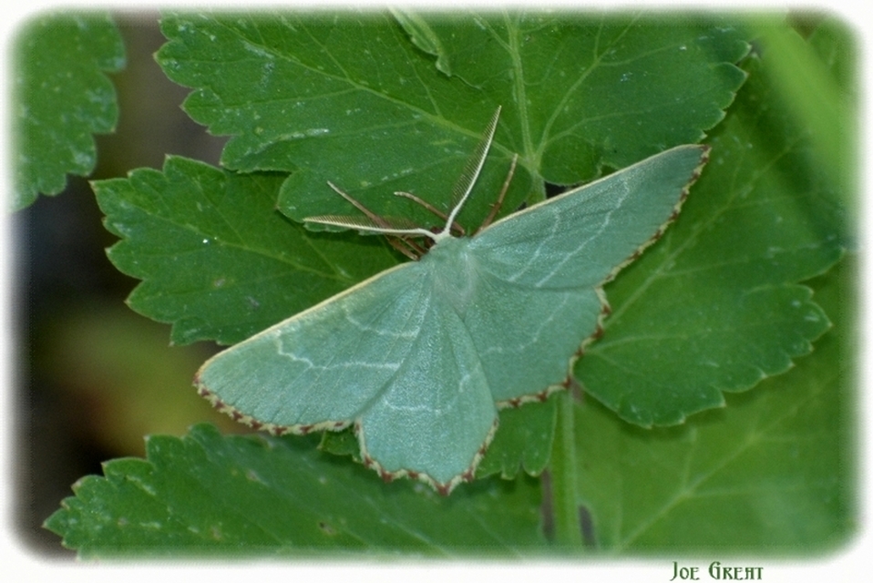 Thalera fimbrialis - csipkésszélű zöldaraszoló