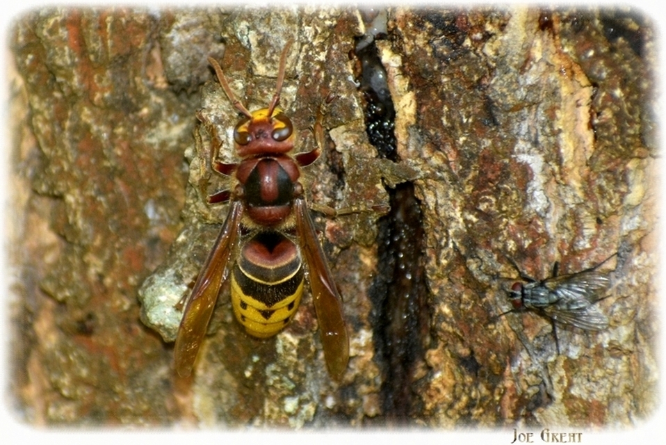 Vespa crabro - lódarázs