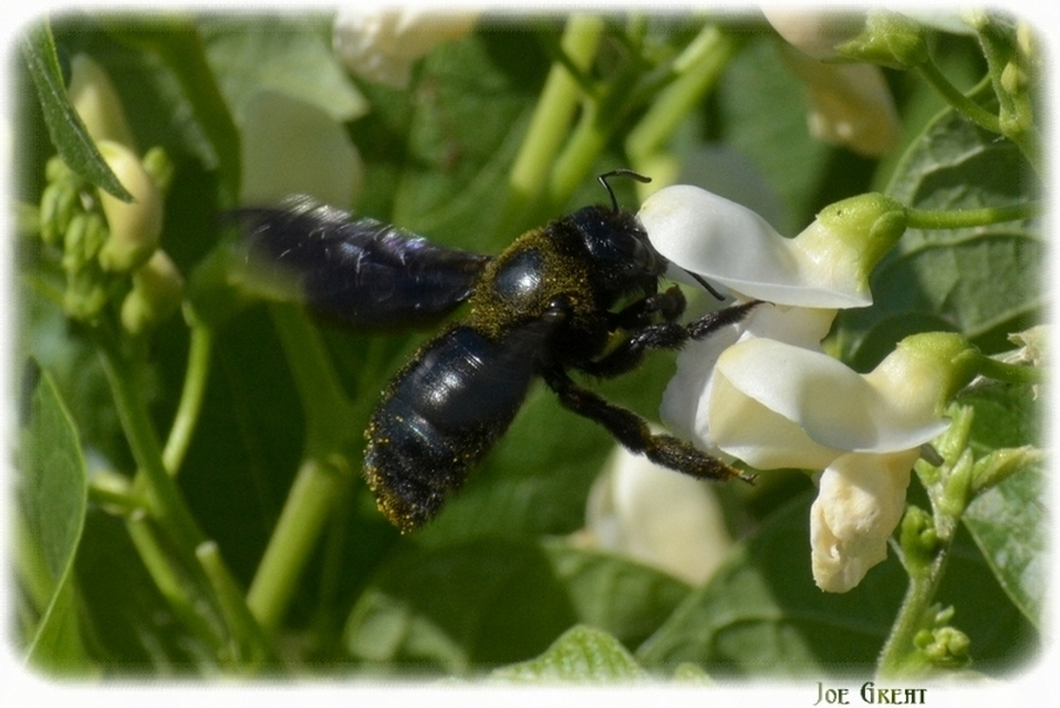 Xylocopa