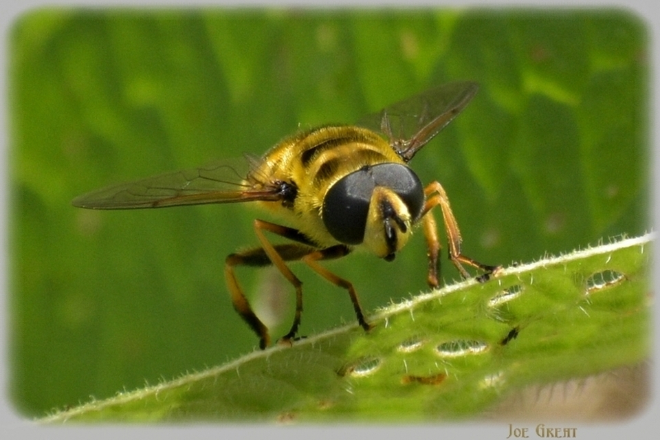 Myathropa florea - halálfejes odúlégy