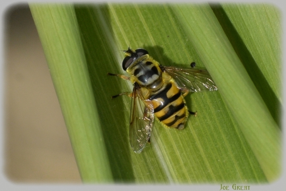 Myathropa florea - halálfejes odúlégy