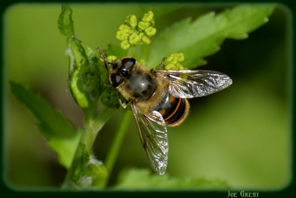 Eristalis tenax - közönséges herelégy