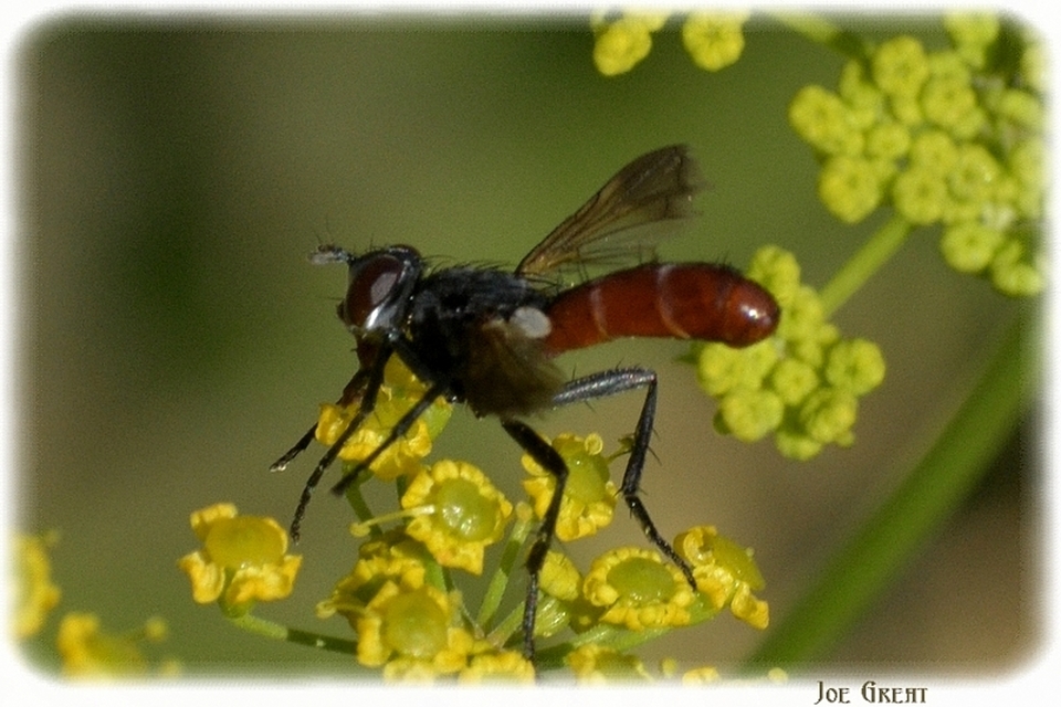 Cylindromyia bicolor
