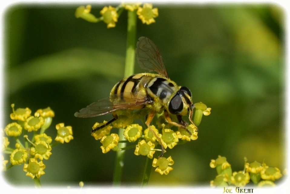 Myathropa florea - halálfejes odúlégy