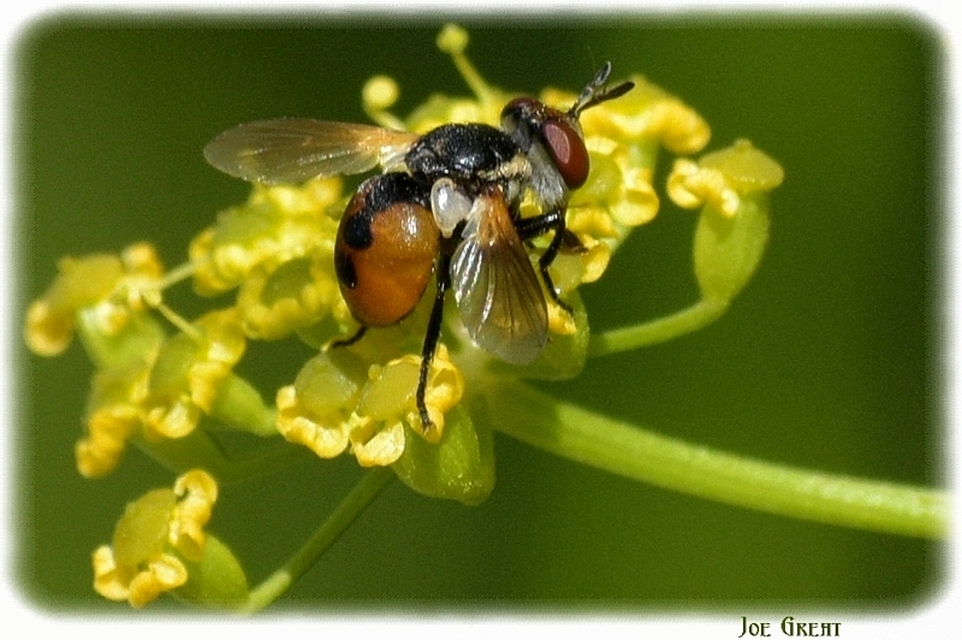Gymnosoma