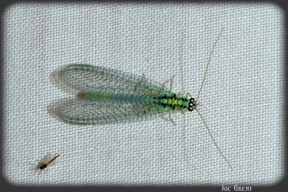 Chrysopa perla - aranyszemű fátyolka