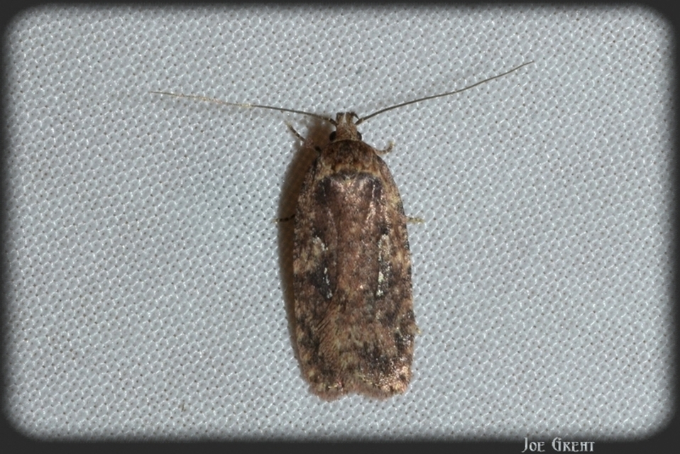 Depressariidae - laposmolyfélék