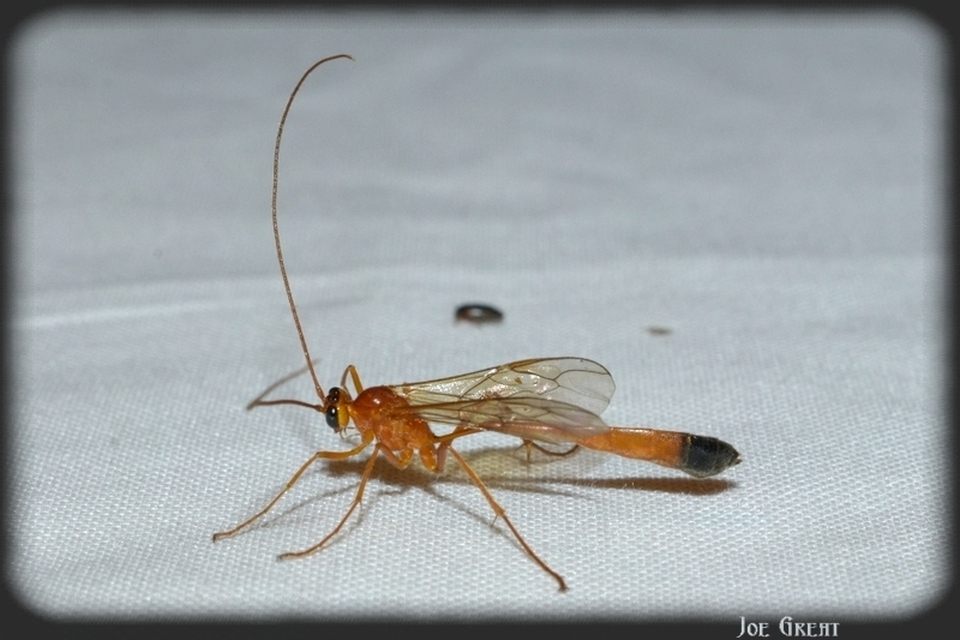 Hymenoptera - Hártyásszárnyúak