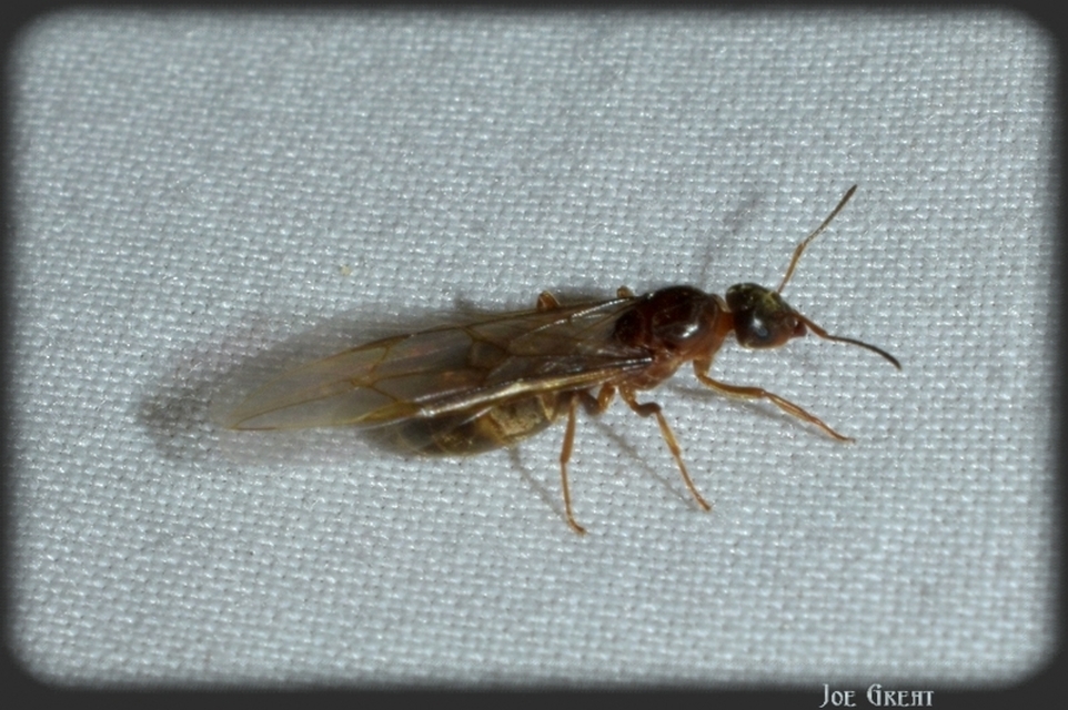 Lasius emarginatus - vöröstorú feketehangya