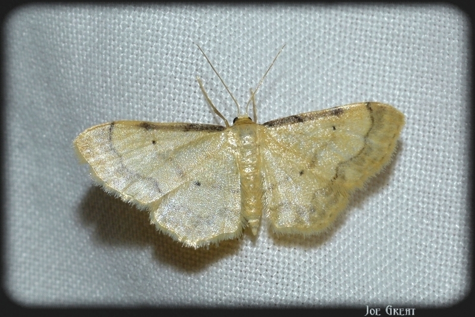 Idaea politaria - vonalas apróaraszoló